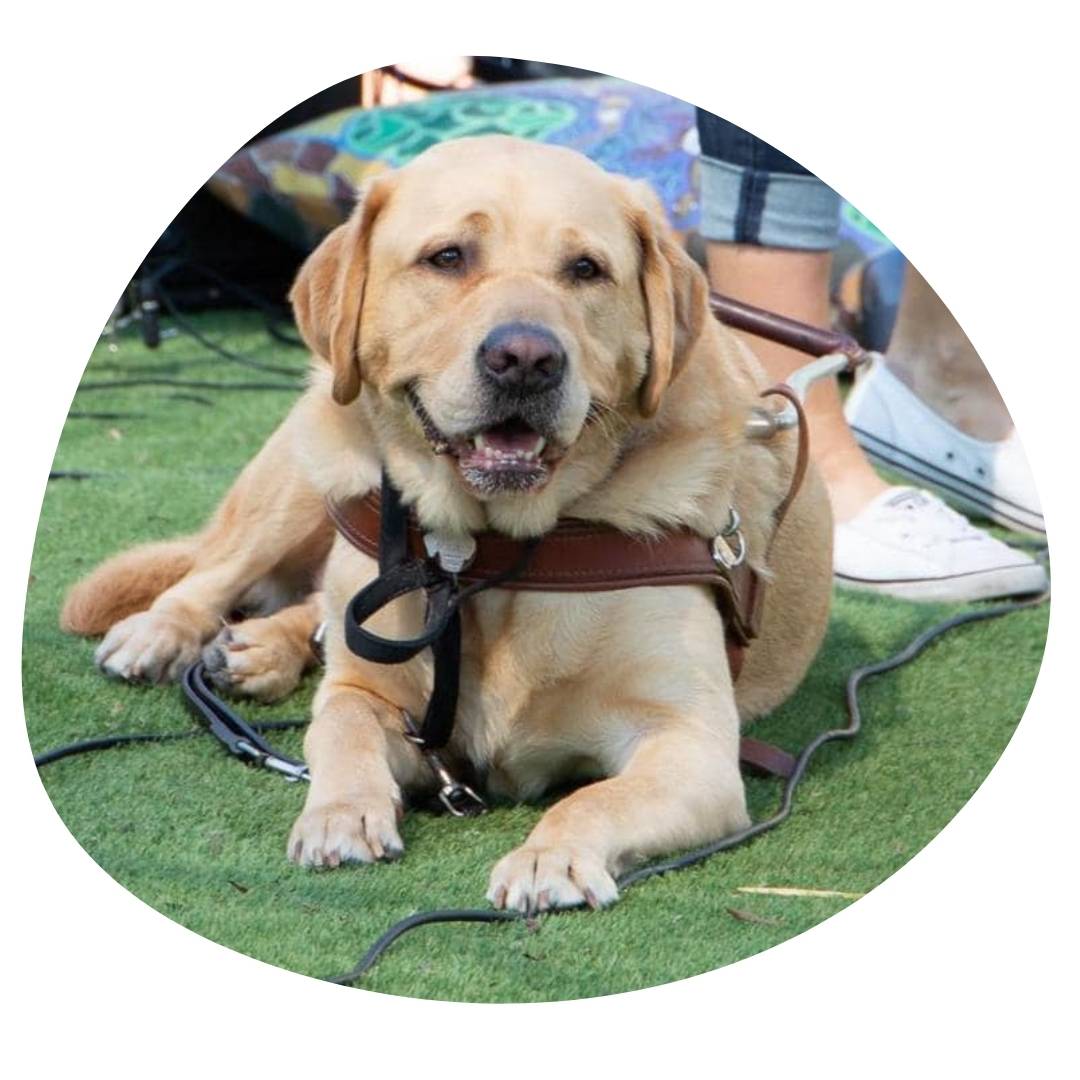 Photo of indy, matt's guide dog, sitting on the grass.